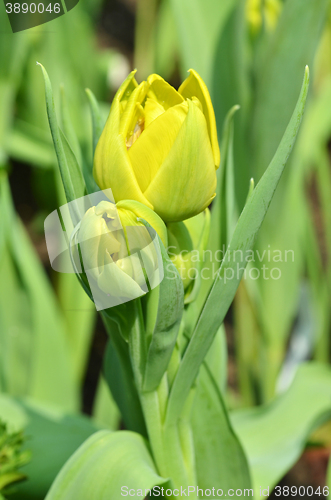 Image of Tulips in spring