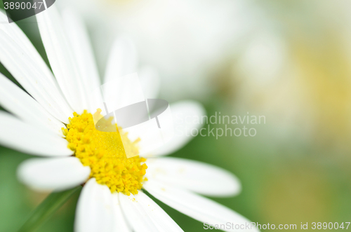 Image of White chamomile flower