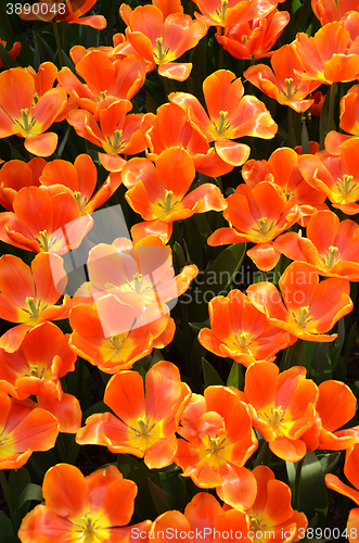 Image of Beautiful of tulips