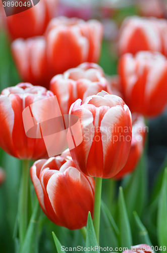 Image of Beautiful of tulips