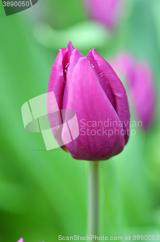 Image of Beautiful of tulips