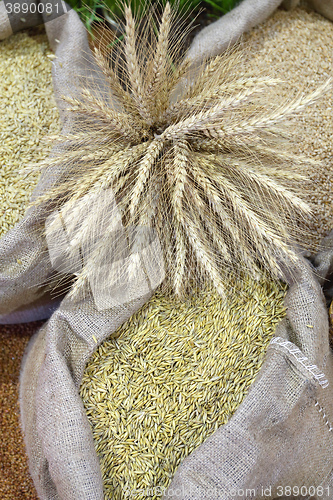 Image of Wheat