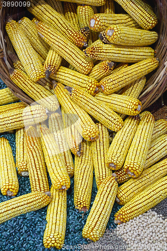 Image of Corn