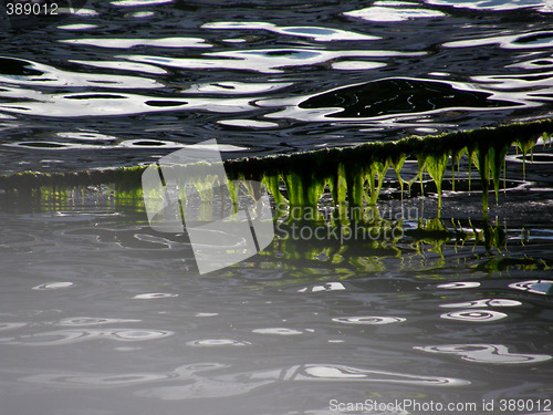 Image of grønske,green weed