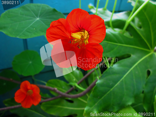 Image of Nasturtium Flower