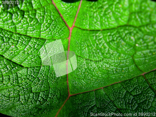 Image of Leaf Background