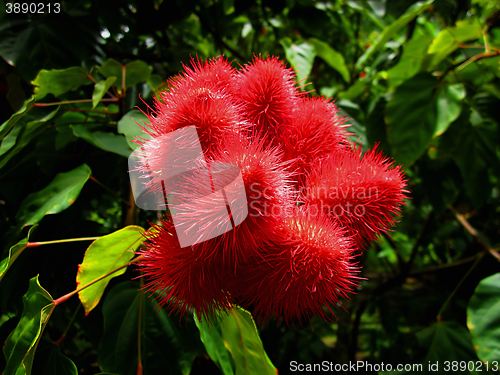 Image of Annatto Tree