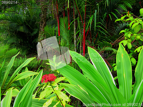 Image of Tropical Vegetation