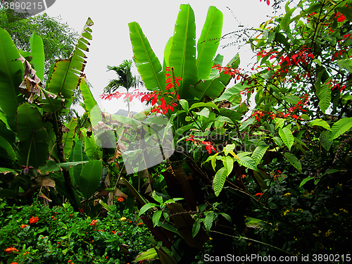 Image of Wild Poinsettia Among Tropical Foliage