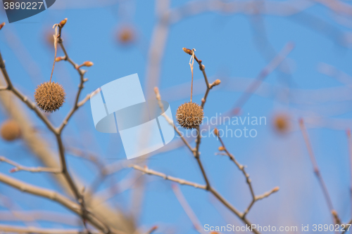 Image of  Tree Fruits Platanus Planetree against the sky