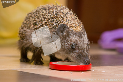 Image of Hedgehog drinking milk with caps at home