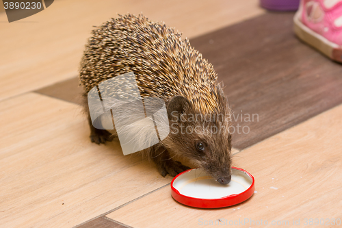 Image of Hedgehog in the hallway drinking milk caps