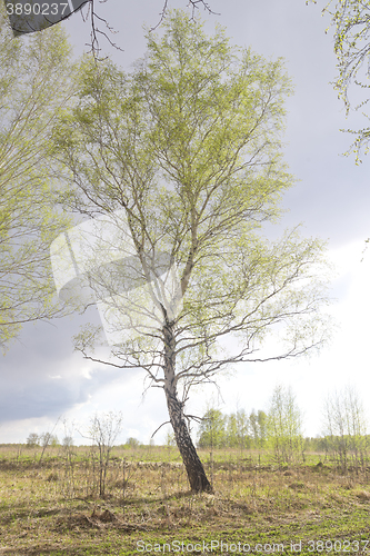 Image of lone birch tree