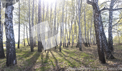 Image of spring birch forest
