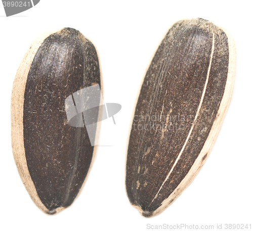 Image of raw sunflower seeds