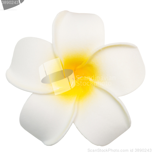 Image of white frangipani flower