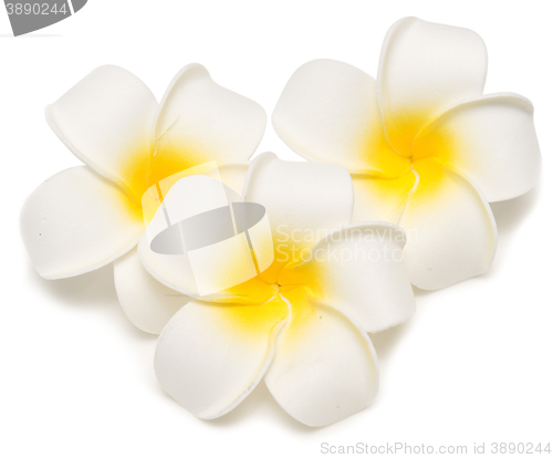 Image of three frangipani flowers