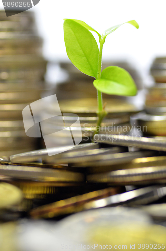 Image of Plant and lot of coins