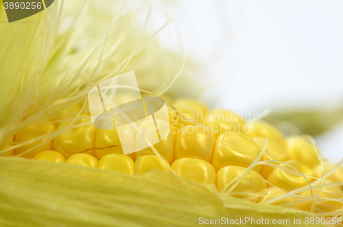 Image of Detail shot of fresh corn on cob