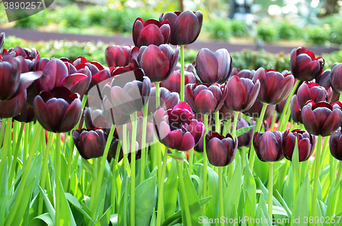 Image of Beautiful of tulips