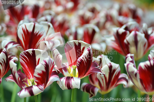 Image of Beautiful of tulips