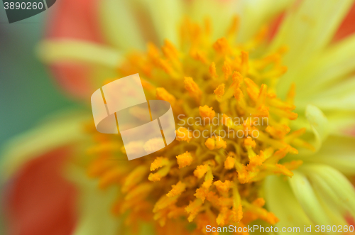 Image of Powder yellow with pollen in flowers