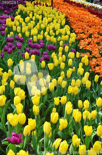 Image of Beautiful of tulips