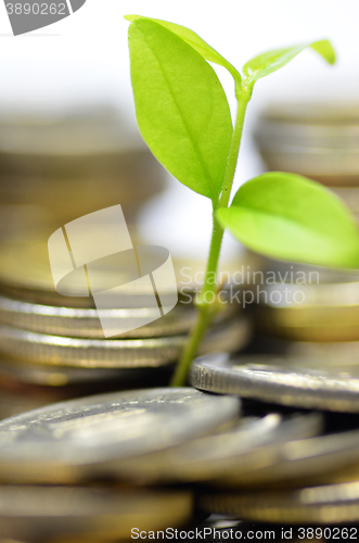 Image of Plant and lot of coins