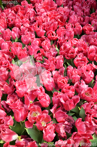 Image of Beautiful of tulips