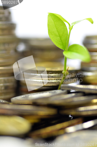 Image of Plant and lot of coins