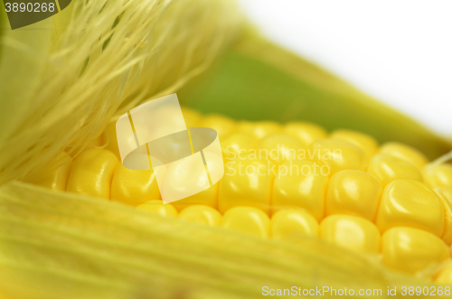 Image of Detail shot of fresh corn on cob