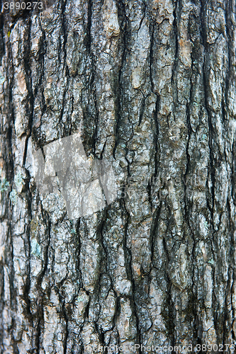 Image of Tree bark