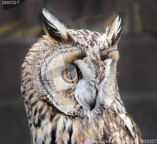 Image of Small Boreal Owl