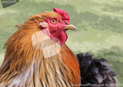 Image of Red Rooster Portrait