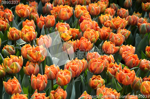 Image of Beautiful of tulips