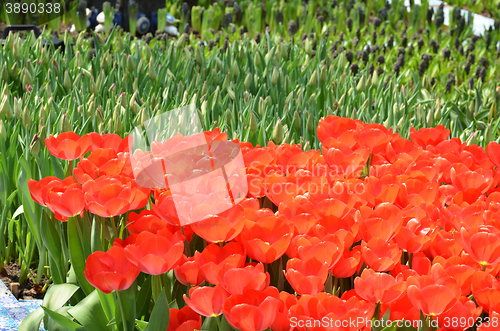 Image of Beautiful close up of tulips in Gardens by the Bay in Singapore