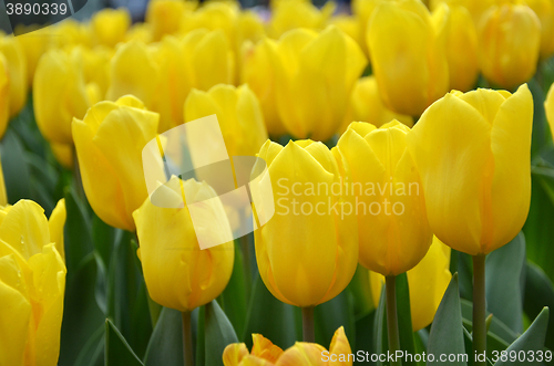 Image of Beautiful of tulips