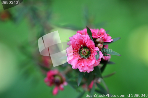 Image of Manuka myrtle\'s white-pink flower blooming  