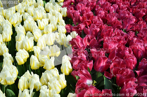 Image of Beautiful of tulips