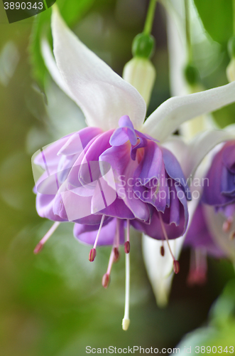 Image of Ballerina Flowers in the Gardens by the Bay 