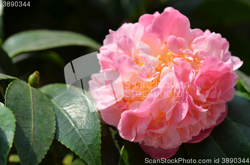 Image of Pink camelia flower