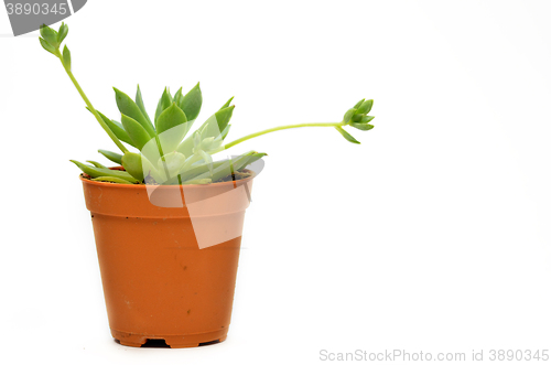 Image of Succulent isolate on white background