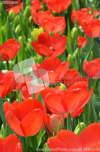 Image of Tulips in spring