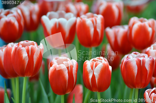 Image of Beautiful of tulips