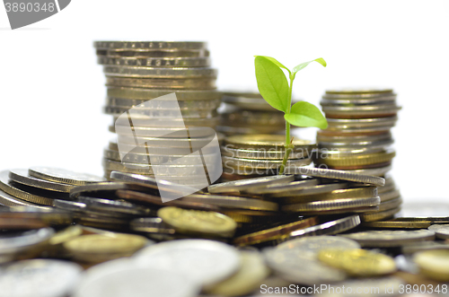 Image of Plant and lot of coins