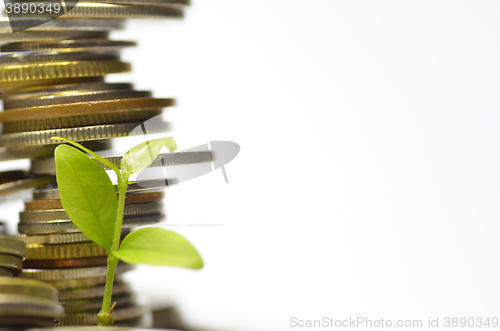 Image of Plant and lot of coins