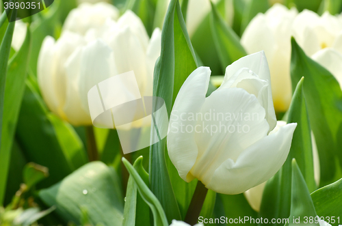 Image of Tulips in spring