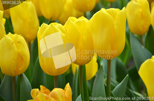 Image of Beautiful of tulips