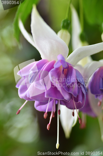 Image of Ballerina Flowers in the Gardens by the Bay