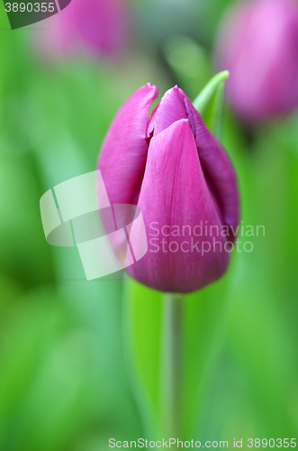 Image of Beautiful of tulips